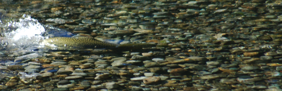 Spawning Fish Ladders